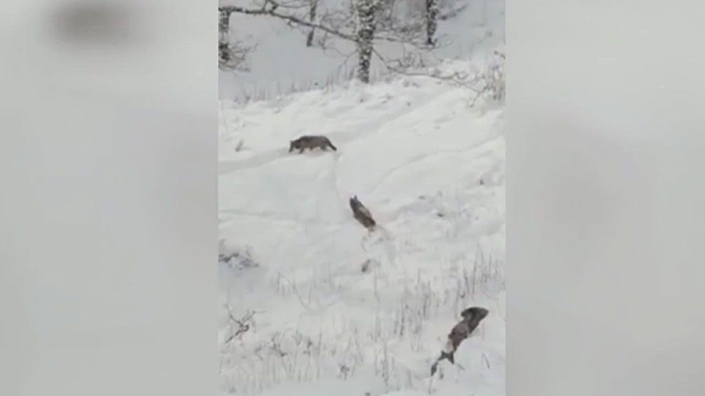 La realidad tras el viral que ha dado la vuelta al mundo: El desfile de lobos a través de la nieve