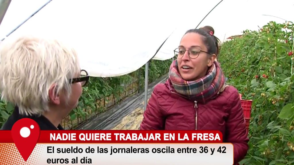 Los españoles no quieren trabajar en la recogida de los frutos rojos