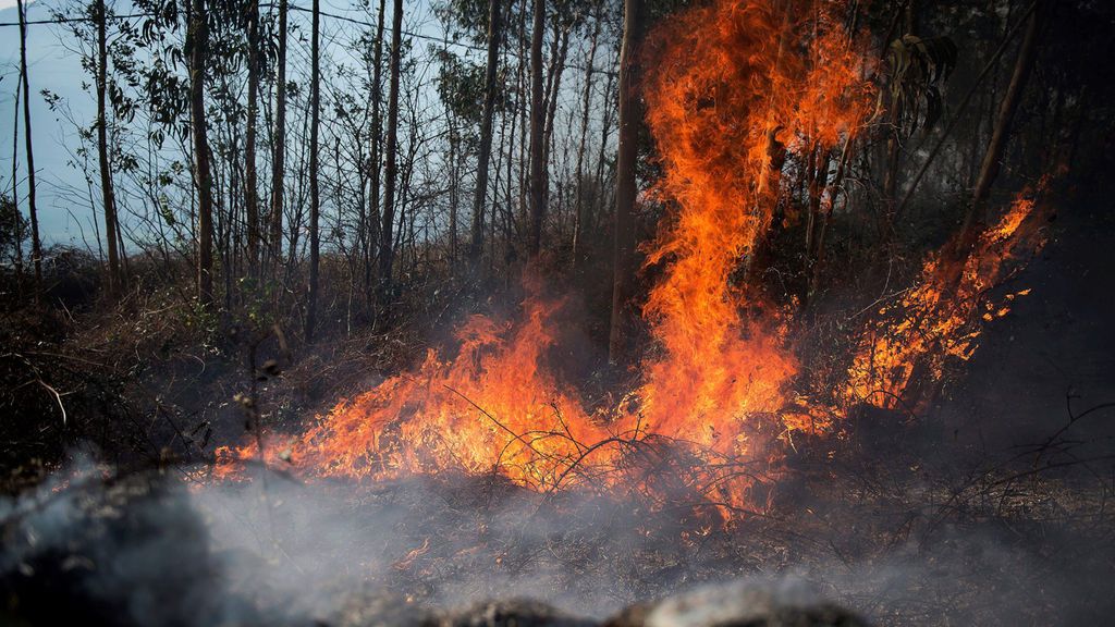 La otra cara del fuego: su importancia como herramienta de gestión y su potencial económico