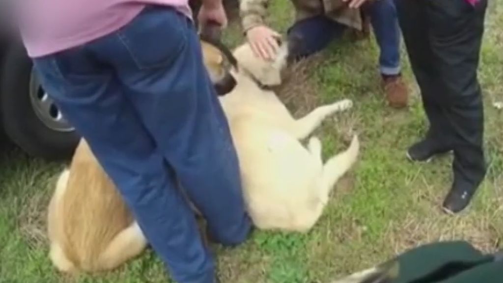 La admirable reacción de dos perros que salvaron la vida de unos niños