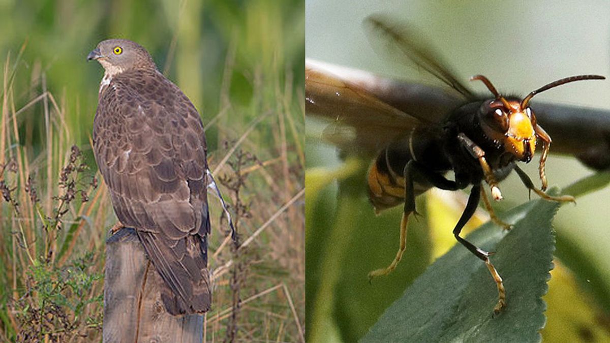 Un halcón contra la plaga de avispas asiáticas: así mata la naturaleza a cañonazos