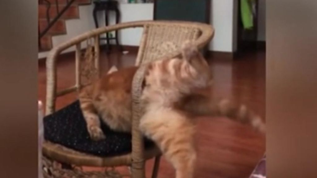 El sobrepeso de un gato le juega una mala pasada con una silla de mimbre