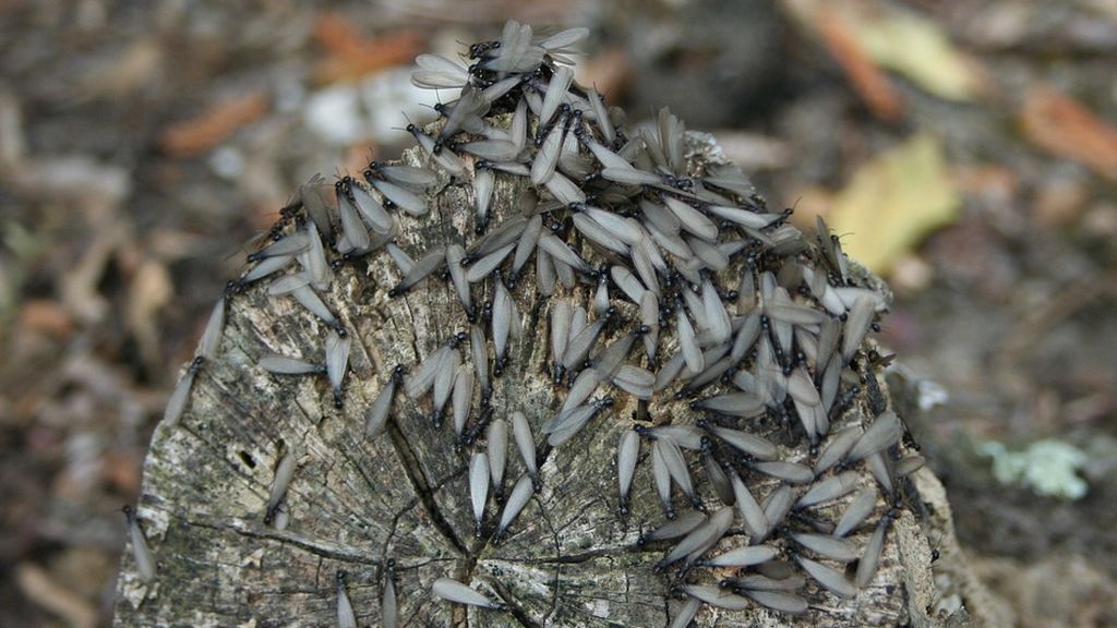 termites-34672_960_720