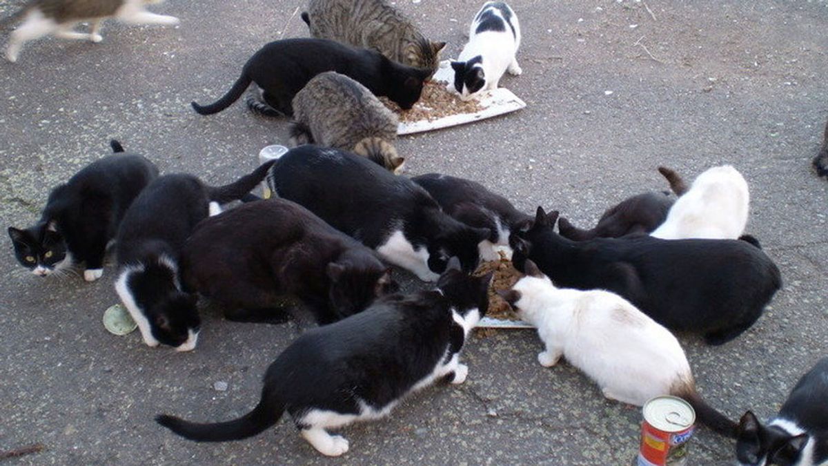 Multas de hasta 300 euros por alimentar a gatos callejeros en un pueblo de Cuenca