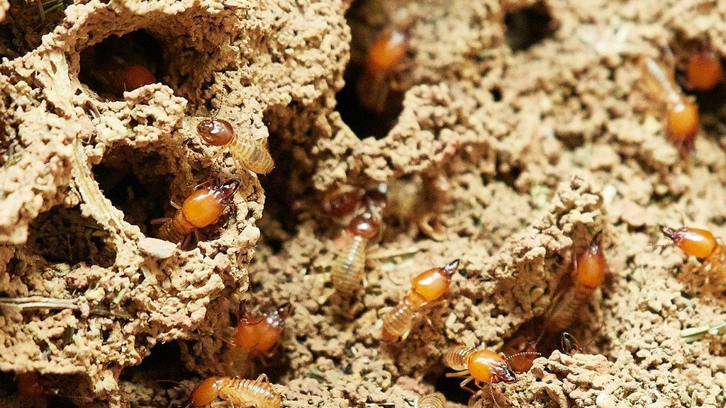 Un tipo de termitas invade varias zonas de Tenerife