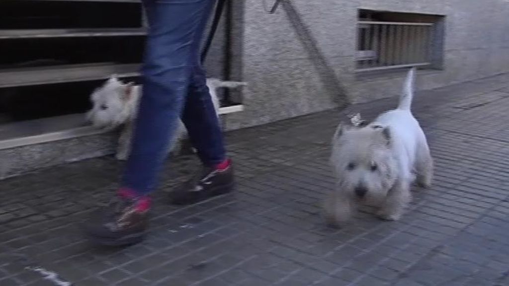 Palma sigue la moda de otros municipios y limita el número de mascotas que se pueden tener en casa