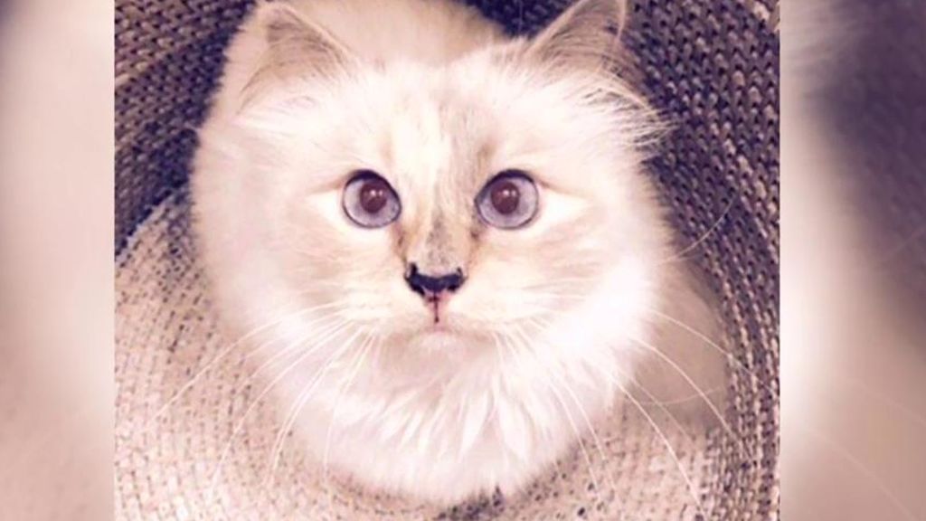 Karl Lagerfeld deja una herencia de 150 millones de dólares a su gata Choupette
