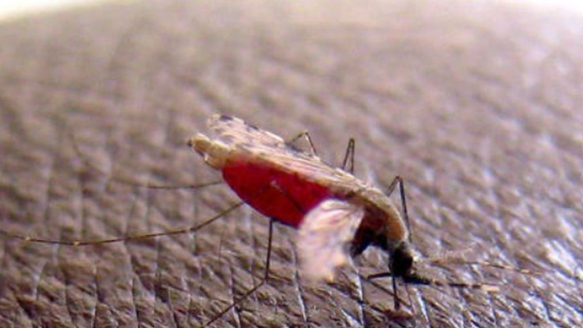 Dejan libres en un laboratorio a mosquitos modificados genéticamente para acabar con la malaria