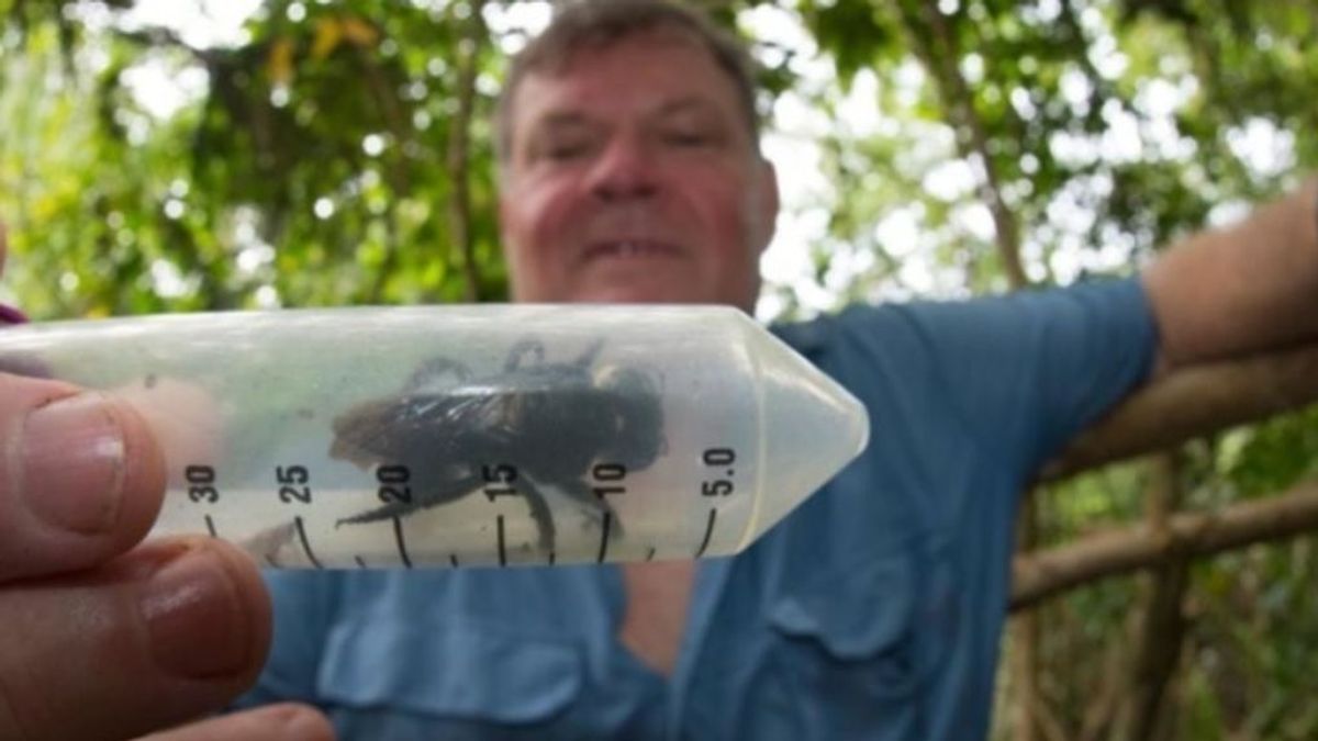 La abeja más grande del mundo, todo un 'bulldog volador', reaparece 38 años después
