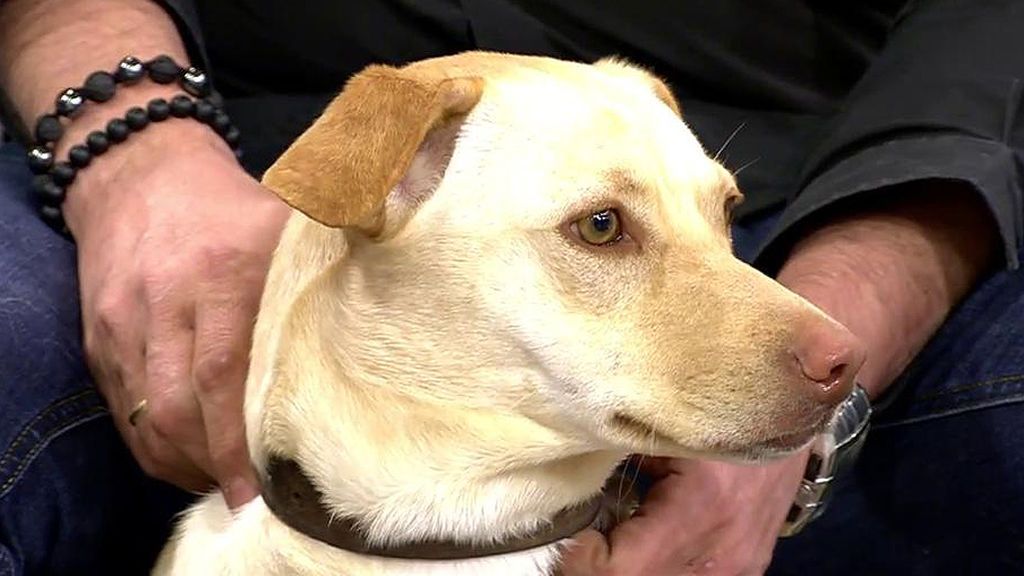 Filú, una mestiza súper cariñosa, busca un nuevo hogar