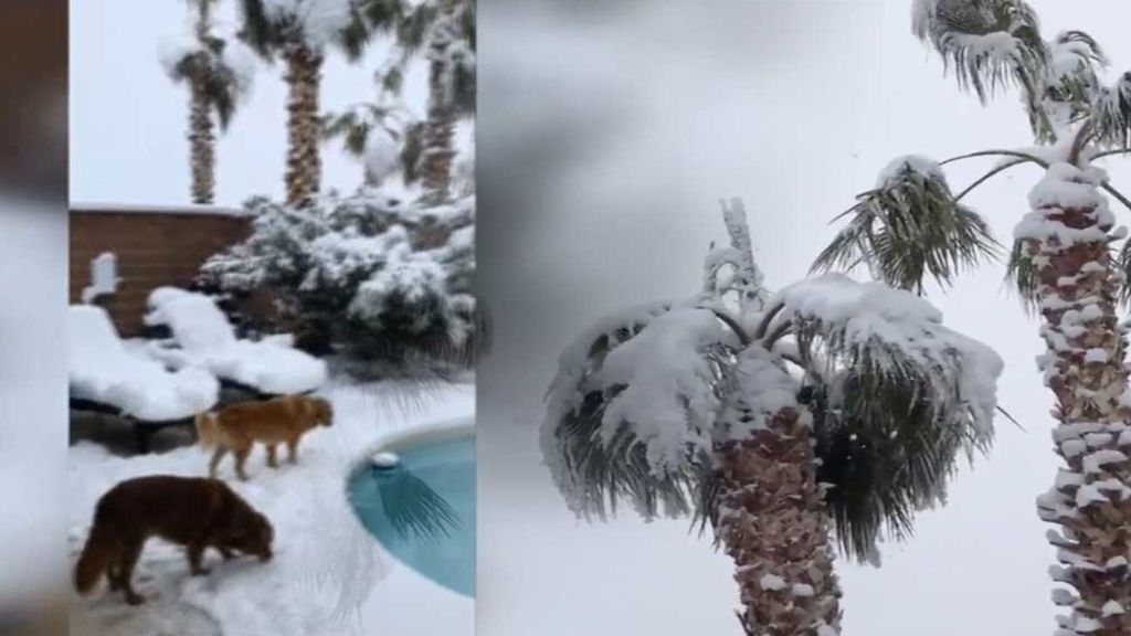 Nieva por primera vez en las vegas en 10 años: los perritos han alucinado