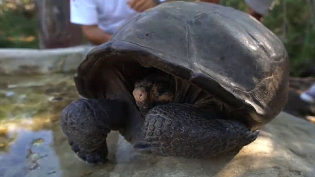 Gran hallazgo: encuentran una tortuga gigante que se creía extinguida desde hace un siglo