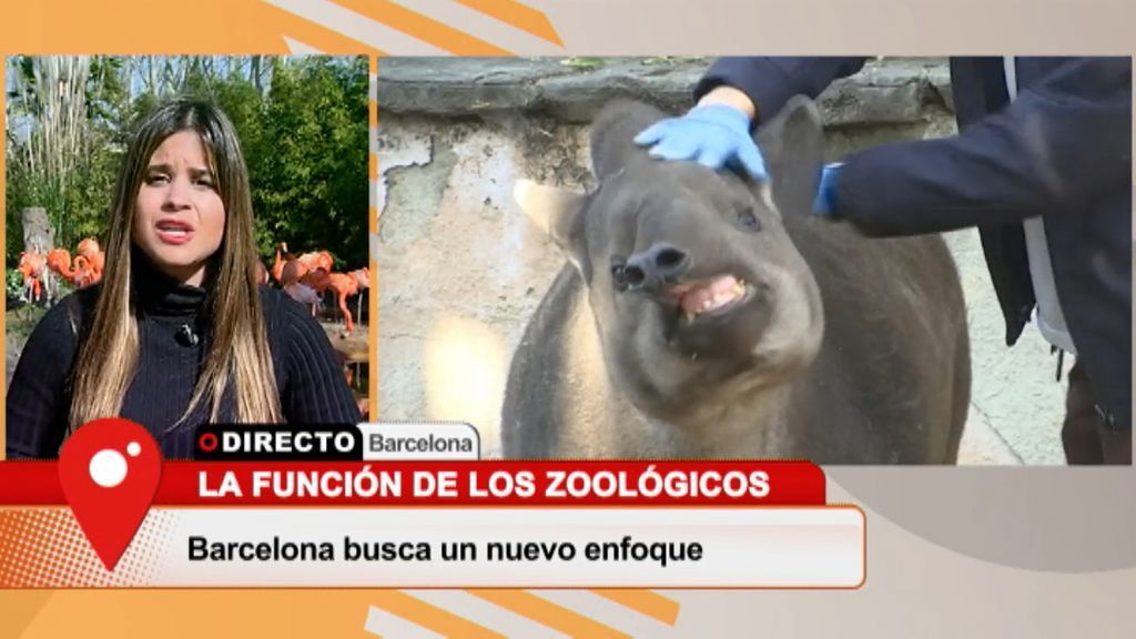 La alternativa animalista para el zoo de Barcelona: reducir sus especies de 300 a 11