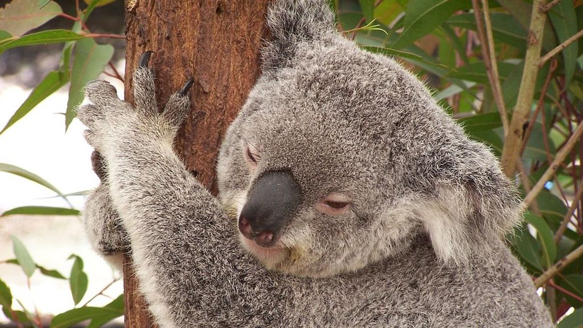 El 'koala challenge': los usuarios se abrazan ante el nuevo reto viral