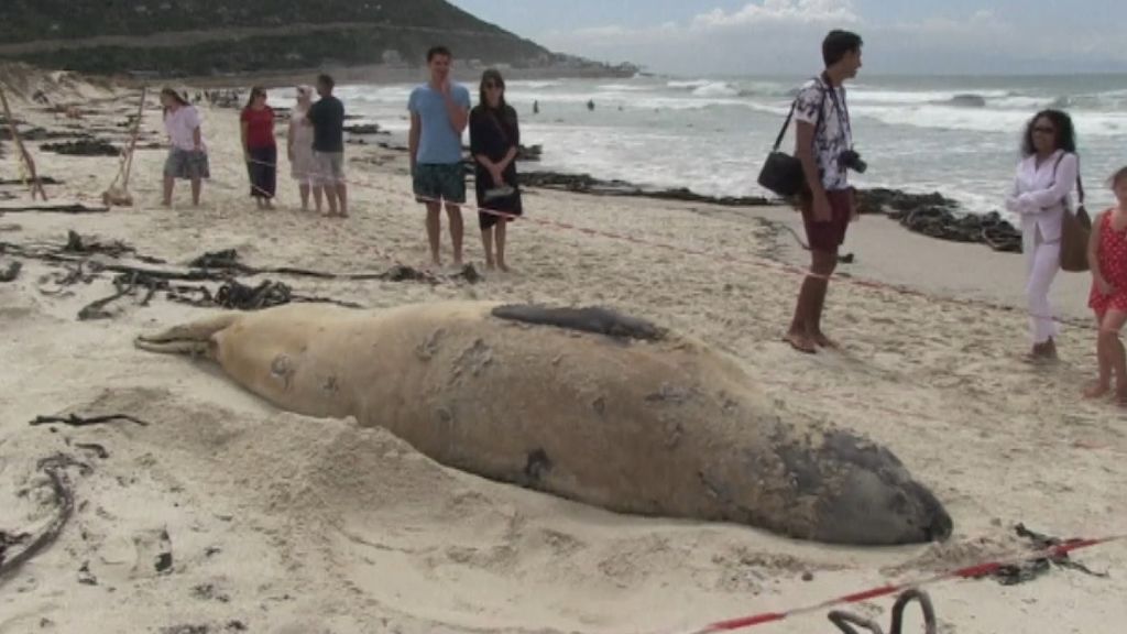 Gran expectación en una playa de Ciudad del Cabo: aparece un elefante marino