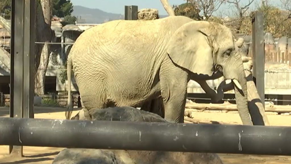 ¿Es viable la alternativa de los animalistas para el  Zoo de Barcelona?