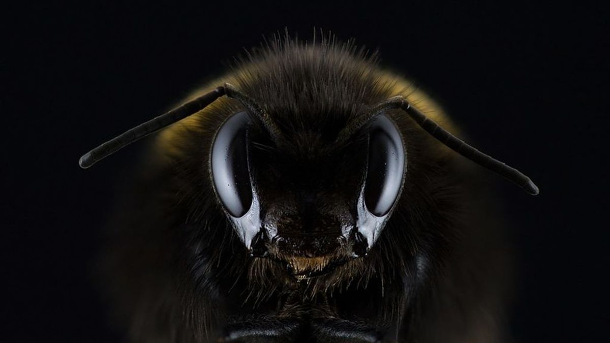 Reaparece la abeja más grande del mundo cuatro décadas después de creerse extinta