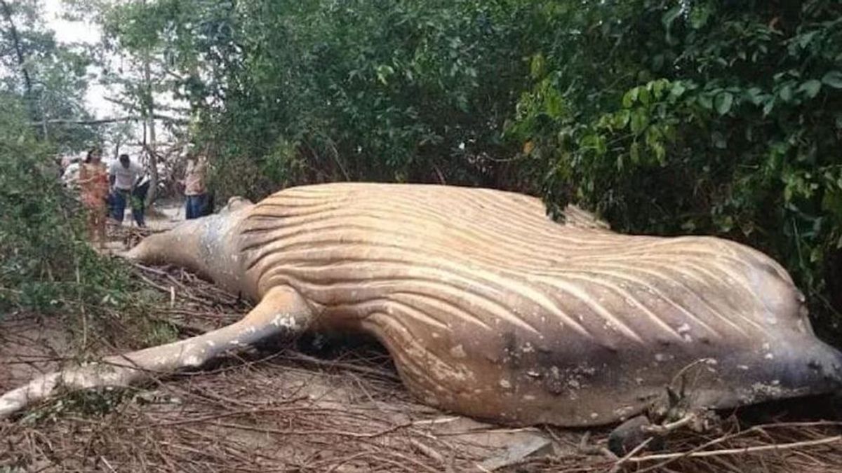 El misterio de la ballena gigante en medio del Amazonas: nadie sabe cómo llegó hasta allí