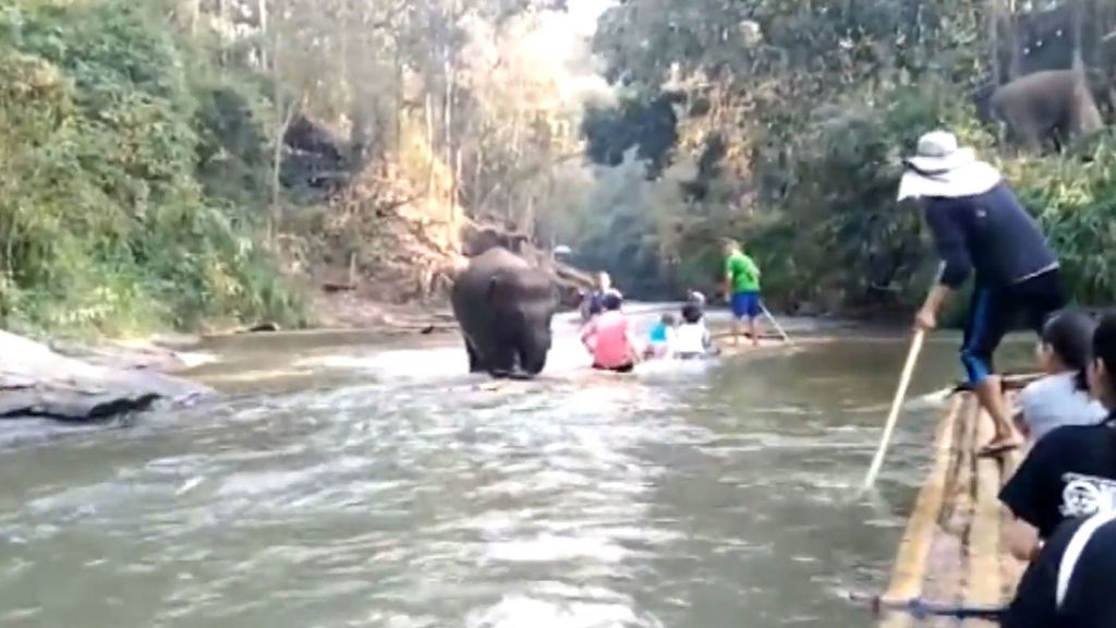 Un elefante ataca a un grupo de  turistas en un río de Tailandia