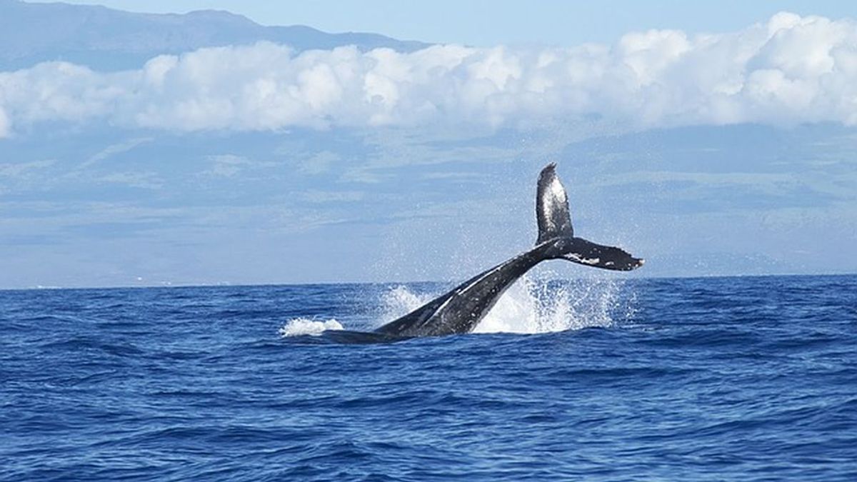 Las ballenas azules recurren a su memoria para localizar a sus presas