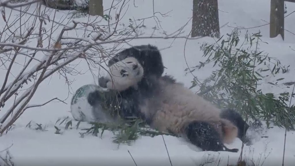 Vas a sonreír: así se lo pasan de bien los pandas gigantes en la nieve