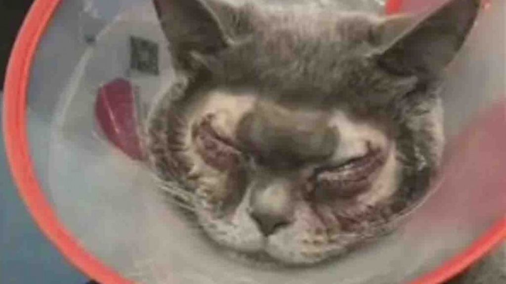 Opera a su gato de cirugía estética por considerarle "demasiado feo"