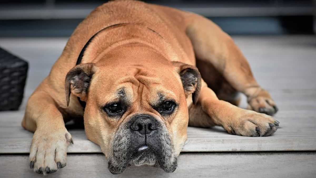 La Policía colombiana pone a salvo a los perros que abandonaron los migrantes venezolanos