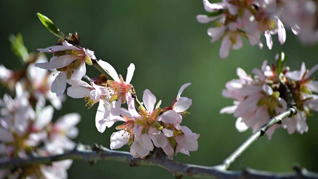 ALMENDROMADRID