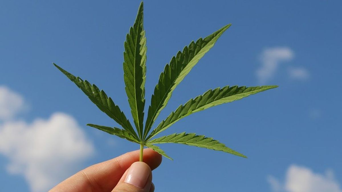 Un hombre con epilepsia podría pasar hasta 15 años en prisión por cultivar cannabis medicinal