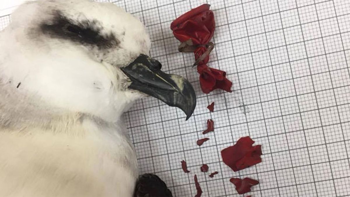Los globos no van al cielo: son los desechos plásticos marinos más letales para las aves