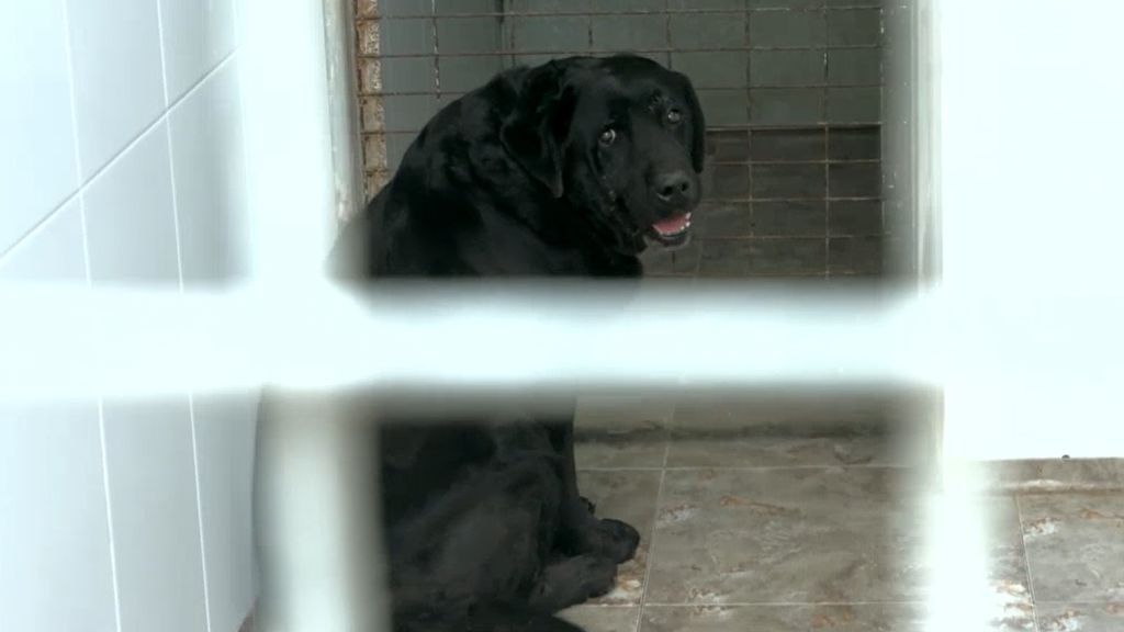 Los veterinarios andaluces fomentan la adopción de animales con un vídeo viral