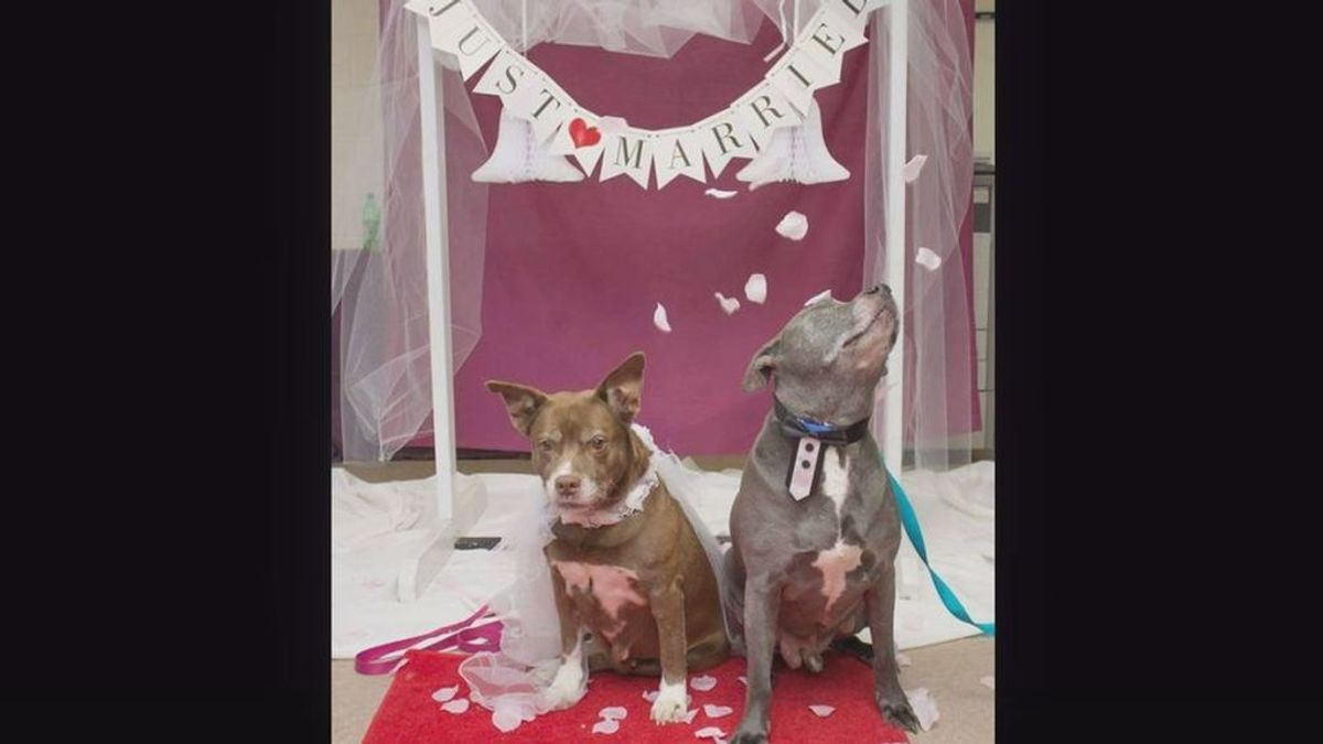 Dos perros se casan para así evitar ser separados en el proceso de adopción