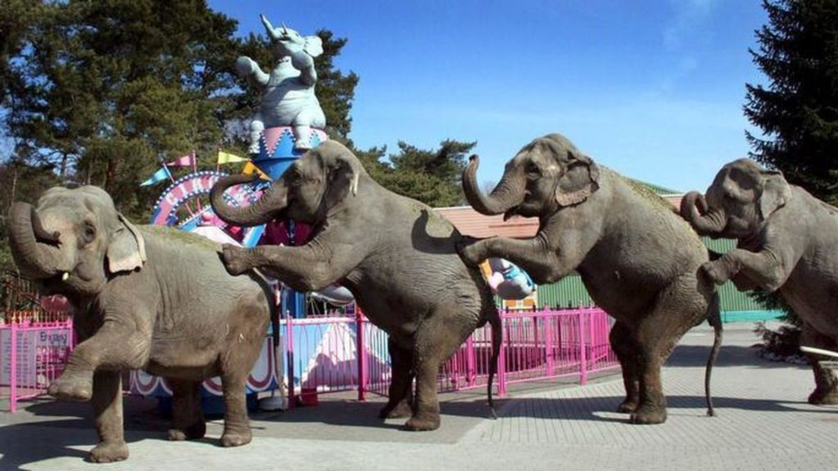 Asturias prohibirá los circos con animales salvajes pero permitirá los espectáculos taurinos