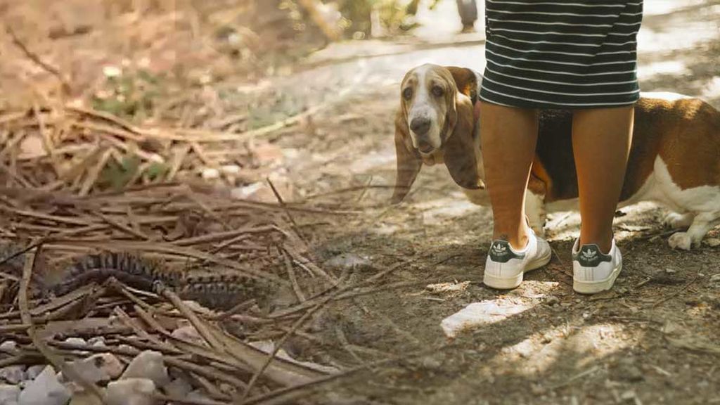 Cuidado con tu perro: el calor adelanta las plagas de procesionaria y pueden hacerle daño
