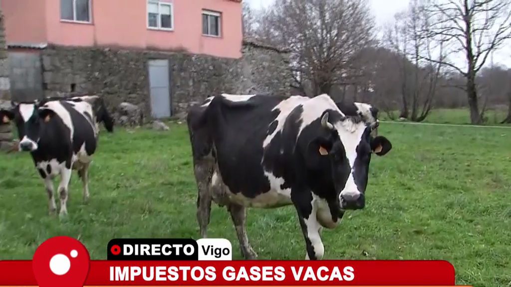 Se crea un nuevo impuesto para los pedos de las vacas