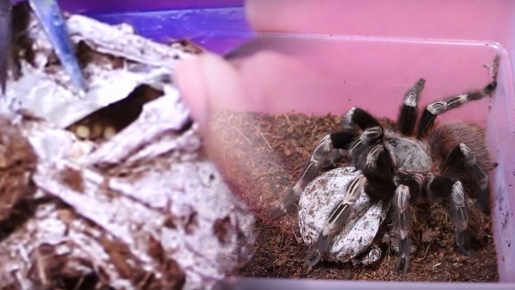 Cómo es el nacimiento de una tarántula: el vídeo de miles de crías saliendo del huevo