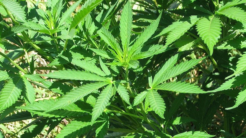 Ya puede estudiar una carrera universitaria especializada en marihuana