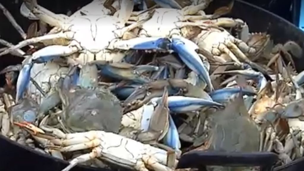 El cangrejo azul 'invade' las aguas del Delta del Ebro
