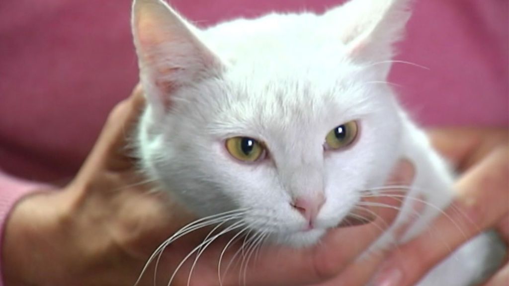 Una familia a punto de morir tras incendiarse su casa en La Coruña, a salvo gracias a su gata