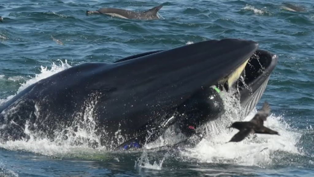 Una ballena se traga a un buzo y lo escupe con vida en una playa sudafricana