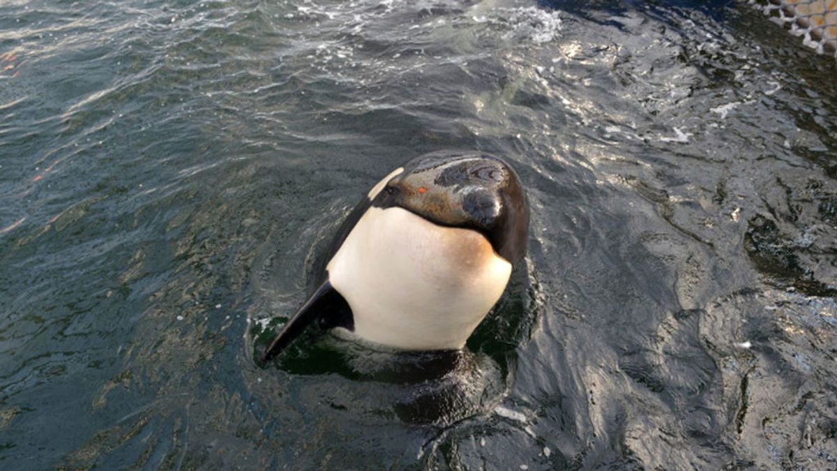 ¡Liberad a Willy!  Orcas y belugas  encerradas en cárceles de cetáceos para ser vendidas a los delfinarios