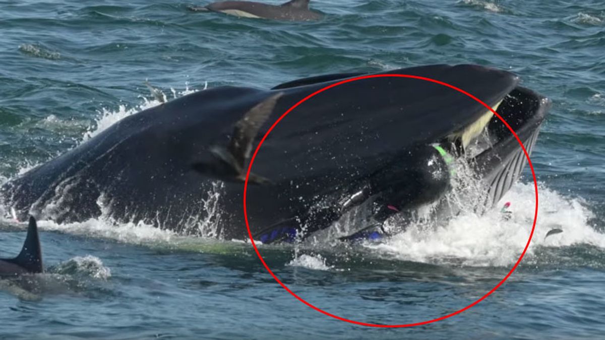 El angustioso momento en el que una ballena se zampa a un submarinista en Sudáfrica El angustioso momento en el que una ballena se zampa a un submarinista en Sudáfrica