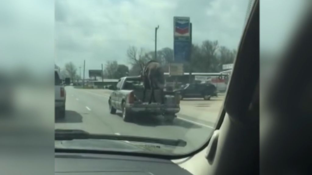 El peligroso transporte de un caballo en Texas