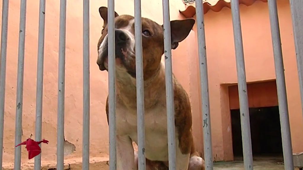 VOX busca ‘’rascar’’ votos de PACMA difundiendo bulos sobre inmigrantes maltratando a animales