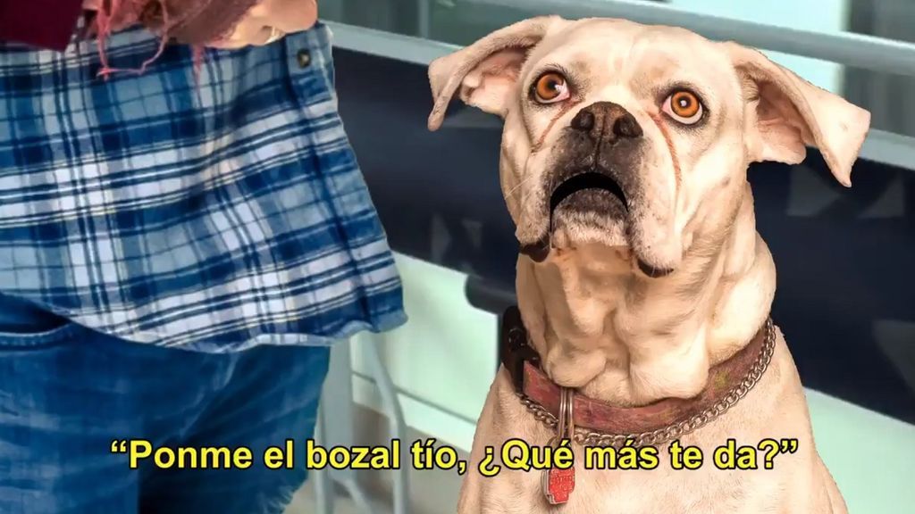 perro