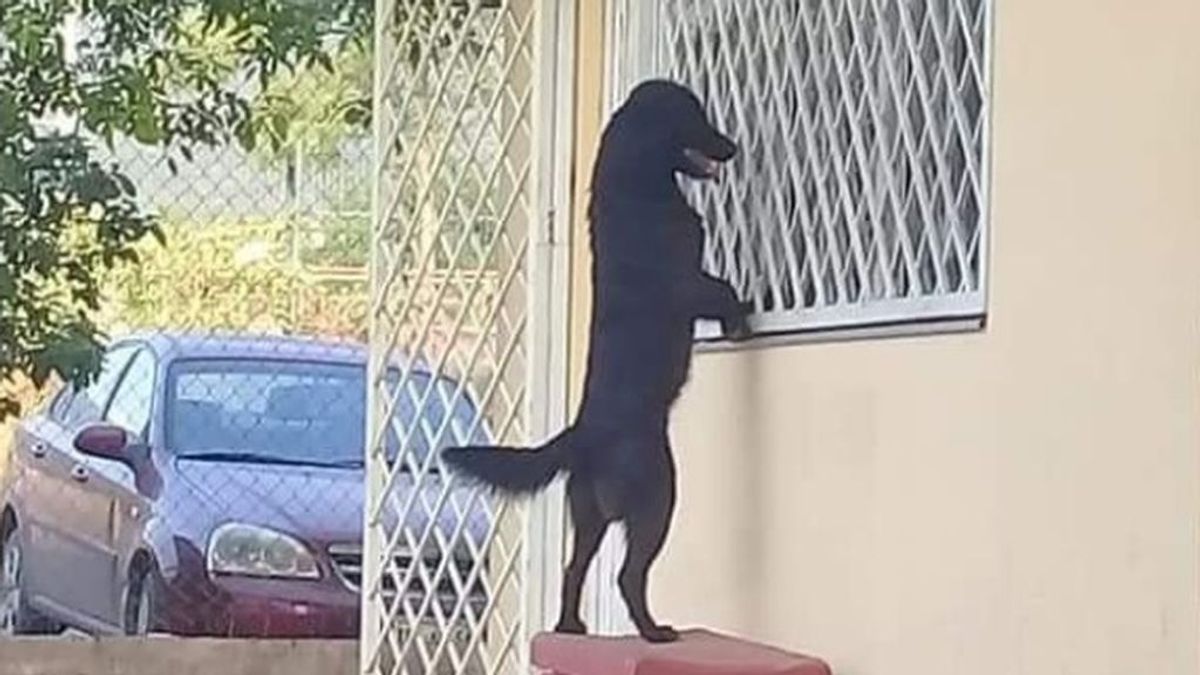 Un perro demuestra la lealtad hacia su dueño siguiéndole hasta el colegio