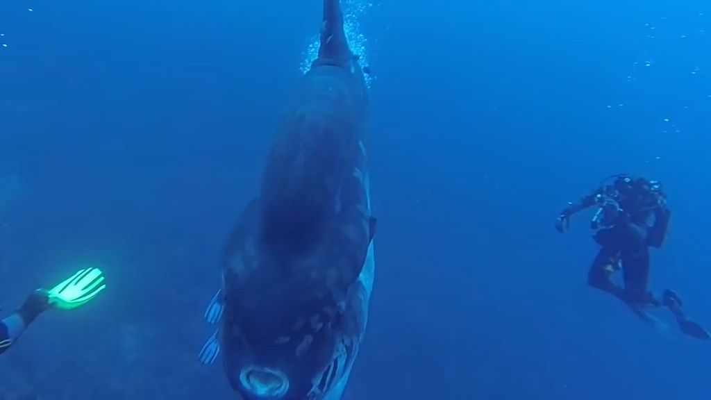 Un grupo de buzos se topa con una... ¿misteriosa criatura?