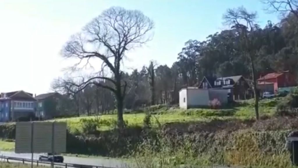 Impactantes imágenes de la tala de un árbol que casi acaba en tragedia en A Coruña