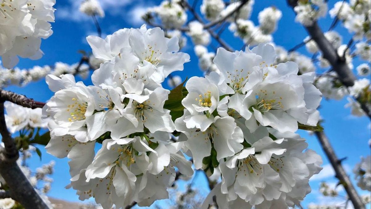 Las mejores cinco fotos de la floración de los cerezos del Jerte