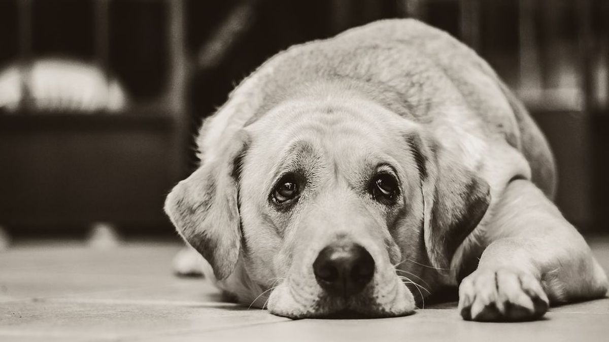 Un perro espera a su dueño fallecido en la puerta del hospital donde murió